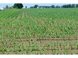 Property photo 105 - LAND AUCTION - 700+/- ACRES OFFERED IN 16 TRACTS IN ALLEN COUNTY, INDIANA
